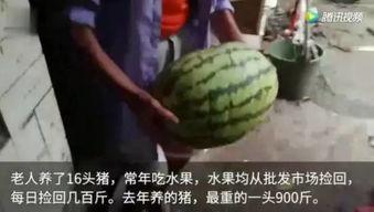 网上吃瓜视频大全,揭秘网络热点背后的故事