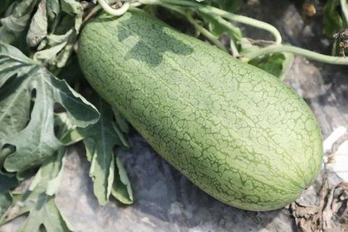 黄埔新品崩瓜怎么吃,多味食用新体验