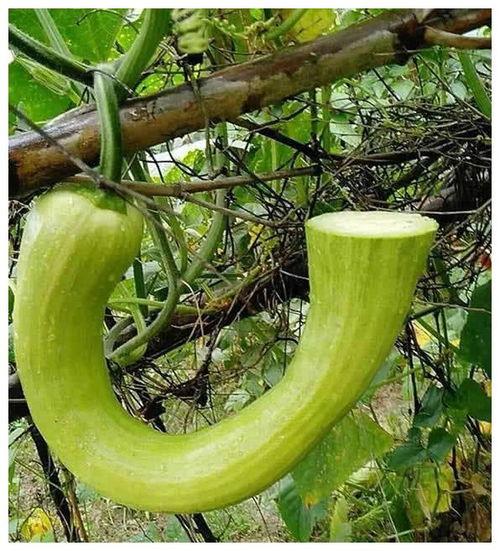 米圈吃瓜,揭秘娱乐圈背后的那些事儿