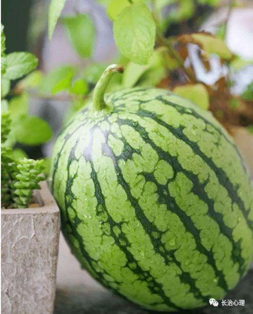 觅心者吃瓜,探寻“觅心者吃瓜”背后的故事与真相